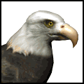 bald_eagle_searching_md_wht.gif